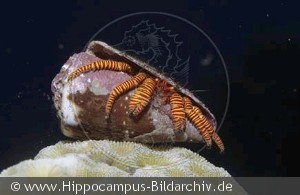 Trizopagurus strigatus