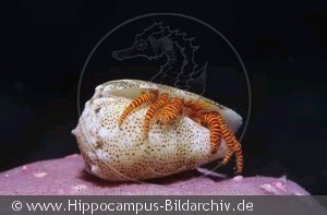 Trizopagurus strigatus