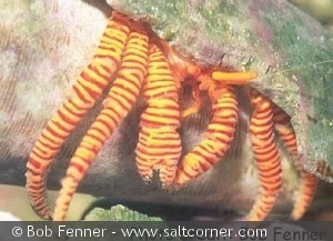 Trizopagurus strigatus