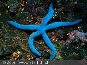 Linckia laevigata