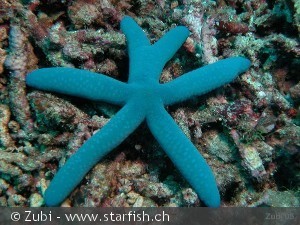 Linckia laevigata