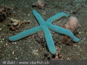 Linckia laevigata