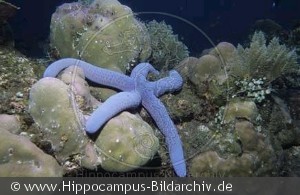 Linckia laevigata