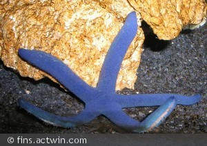 Linckia laevigata