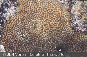 Stephanocoenia michellini