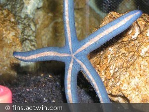Linckia laevigata undersiden
