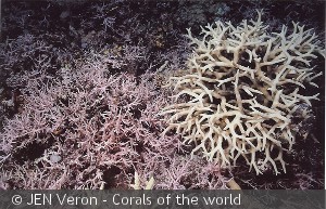 Seriatopora hysterix ( gul ) og Seriatopora dendritica ( pink )