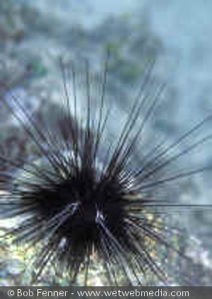 Diadema antillarum