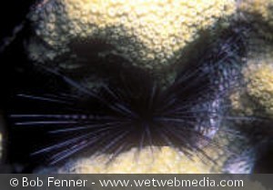 Diadema antillarum