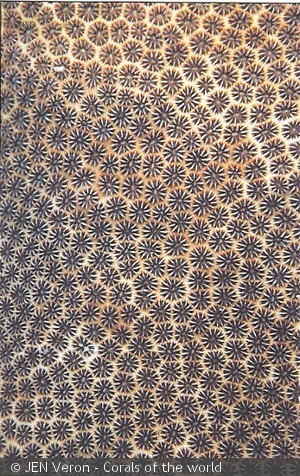 Stephanocoenia michellini