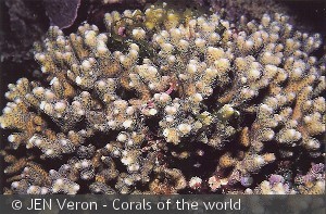 Seriatopora guttatus