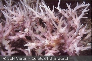 Seriatopora dendritica