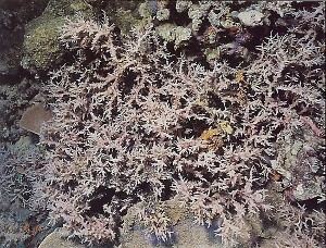 Seriatopora dendritica