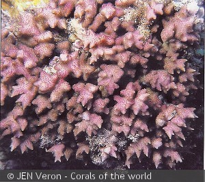 Seriatopora aculelata