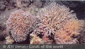 Seriatopora hysterix  og Seriatopora caliendrum