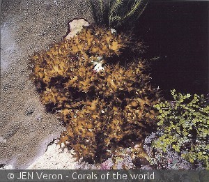 Seriatopora aculelata