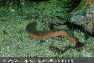 Holothuria edulis