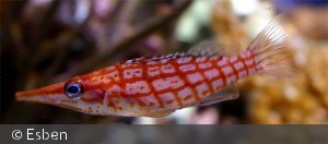 Oxycirrhites typus