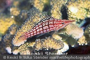 Oxycirrhites typus , Mokapu Pinnacle, Oahu, 110 feet