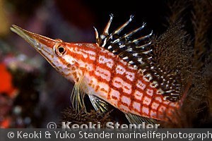 Oxycirrhites typus , Mokapu Pinnacle, Oahu, 110 feet