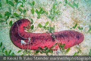 Holothuria edulis, Kaneohe Bay, Oahu, Hawaii