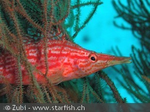 Oxycirrhites typus