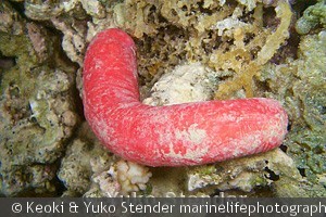 Holothuria edulis, Kaneohe Bay, Oahu, Hawaii