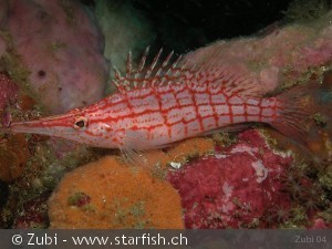Oxycirrhites typus