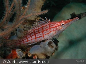 Oxycirrhites typus