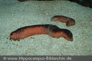 Holothuria edulis