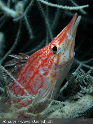 Oxycirrhites typus