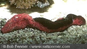 Holothuria edulis