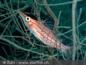 Oxycirrhites typus