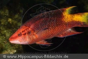 Bodianus pulchellus