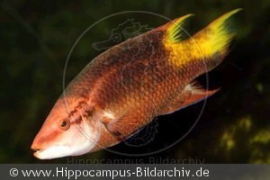 Bodianus pulchellus