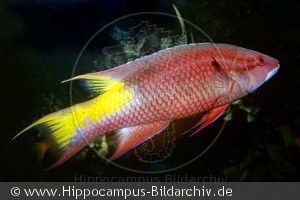Bodianus pulchellus