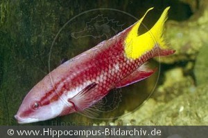 Bodianus pulchellus