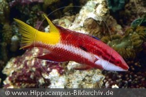 Bodianus pulchellus