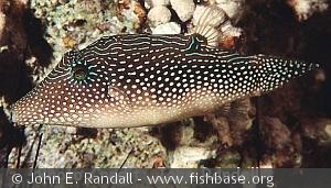 Canthigaster margaritatus
