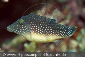 Canthigaster margaritatus