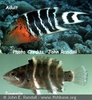 Choerodon fasciatus