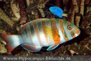 Choerodon fasciatus