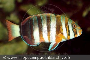 Choerodon fasciatus