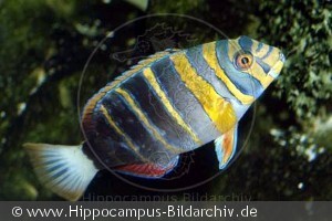 Choerodon fasciatus