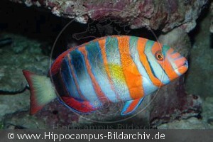 Choerodon fasciatus