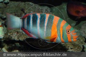 Choerodon fasciatus