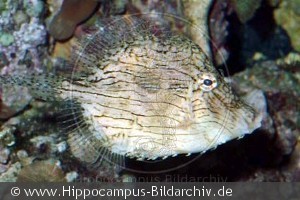 Chaetodermis pencilligerus