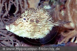Chaetodermis pencilligerus