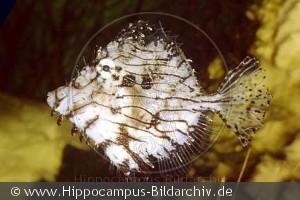 Chaetodermis pencilligerus