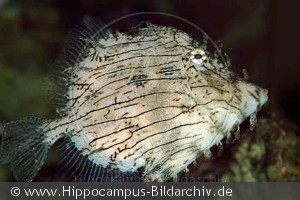 Chaetodermis pencilligerus